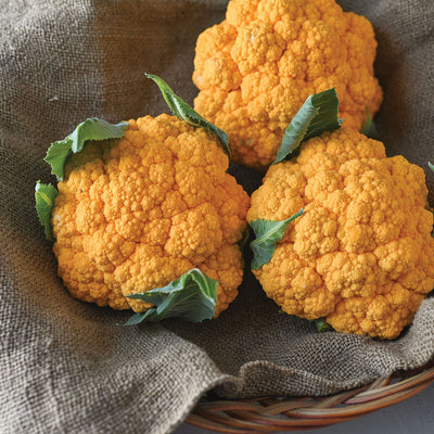 Cauliflower Clementine produces vibrant orange heads.

Cauliflower Clementine grows big, sturdy plants that produce excellent crops, even under less-than-ideal conditions, of cauliflower. The earliest maturing orange variety.
For summer and fall harvest.