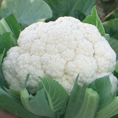 A fresh head of Fujiyama cauliflower with green leaves surrounding it.