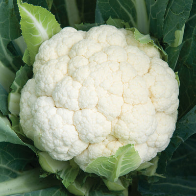 A close-up image of a fresh head of Cauliflower Skywalker with green leaves and a white, compact head.