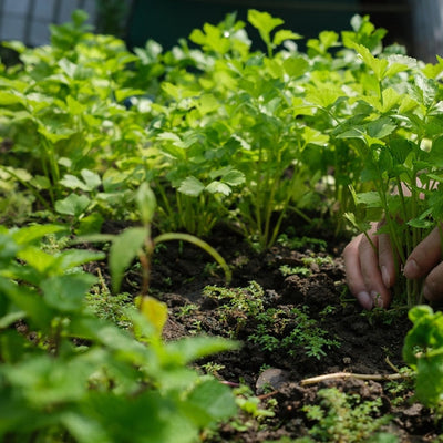 A person's hand tending to a celery plant in an outdoor garden setting.