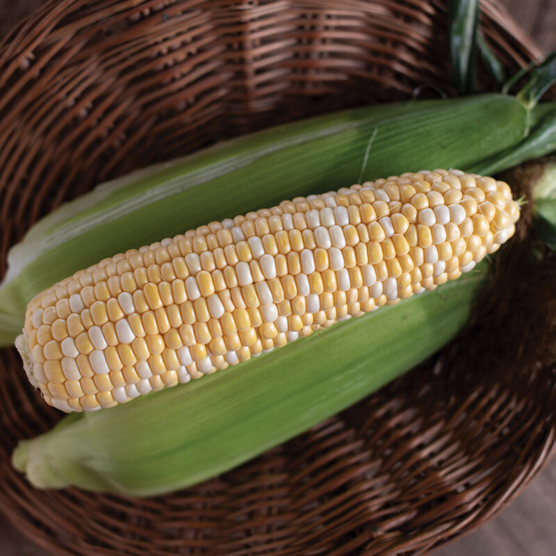 Corn Sweet Natural 100 Non-GMO, Organic, Hybrid Seeds (sh2)