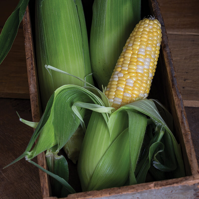 Temptress corn combines premium eating quality and reliable field performance, thanks to strong seedling vigor, good husk protection, and a broad disease package.
Temptress can be slotted for a quick crop later in the season, without risk of blowing out the tip.
Attractive 8 inch ears with consistent tip-fill meet our highest standards for flavor and tenderness. .
Resistant to Northern Corn Leaf Blight (Intermediate), Common Rust (High) and Maize Dwarf Mosaic Virus (High).