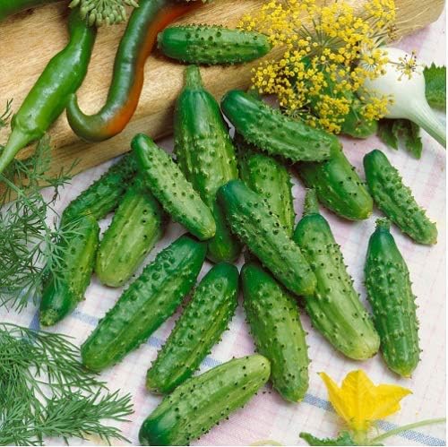 Cucumber Gherkin Parisian 25 Non-GMO, Hybrid Seeds