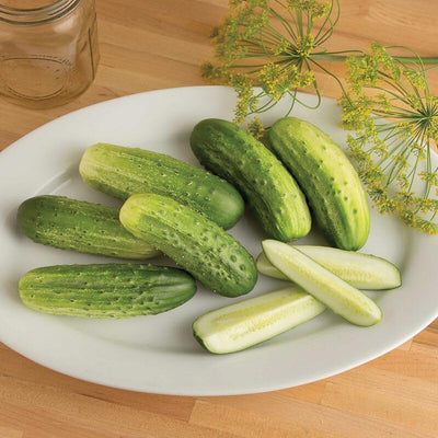 A plate containing several fresh green cucumbers with a dill plant and a jar in the background.