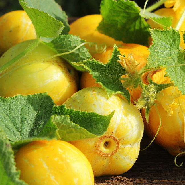 A group of yellow pickling cucumbers with green leaves, laid out to dry.