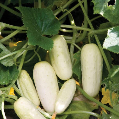 A group of white-skinned pickling cucumbers growing on the vine, surrounded by green leaves.