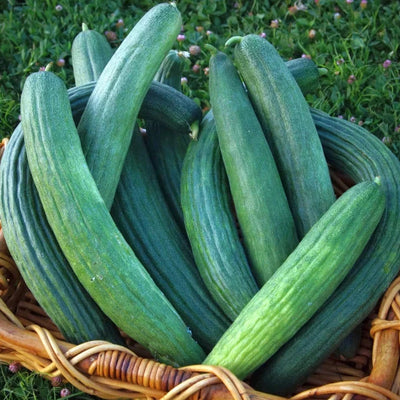 A group of fresh, dark green cucumbers placed in a woven basket on a grassy background.