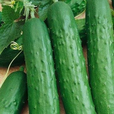 A group of fresh green Saladmore bush cucumbers with visible dotted texture, resting on a surface with parsley in the background.