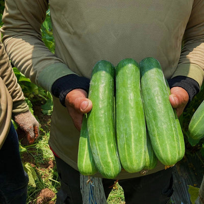 A person holding a bunch of green Straight 8 cucumbers, with more cucumbers visible in the background.