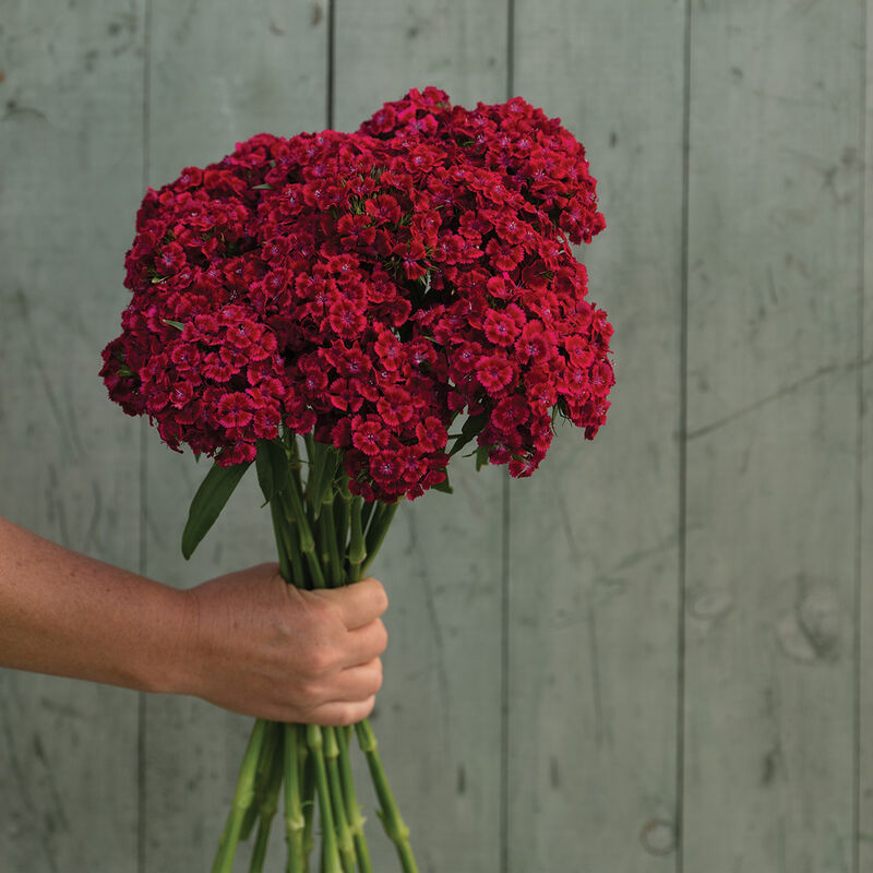 Dianthus Barcelona Red produces 2 to 4 inch clusters of single-petaled, cranberry-red blooms on long, strong stems.
Dianthus Barcelona Red florets bloom in shades of red and dark red, giving an almost bicolor appearance to the blooms.
Compared to the Sweet™ series, blooms are wider, flatter, less globe-shaped, and have more of an umbel form. Plant vernalization is not required to initiate flowering. 