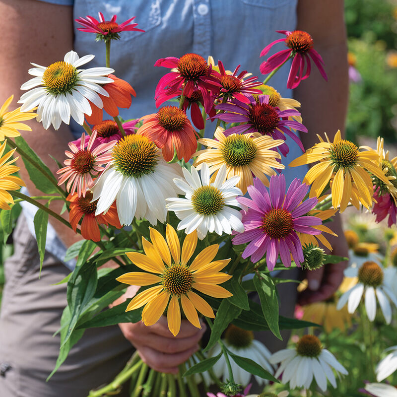 Tall, first-year flowering perennial in a wide range of amazing colors.&nbsp;

3 to 4 inch wide blooms in shades of magenta, cream, yellow, white, and orange can be used as casual cut-flowers, high-impact landscaping, or for perennial beds.

In addition to its wonderful colors, it has many medicinal benefits that we are not allowed to list but you can look them up here.

Attracts and is a food source for bees and other pollinators

All American Selections Winner.