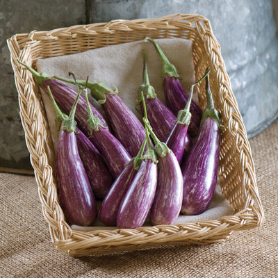 Eggplant Fairy Tale is a purple and white mini eggplant.&nbsp;Attractive, 2 to 4 inch long by 3/4 to 1 1/4 inch in diameter. Fruits are borne abundantly on compact 18 to 24 inch plants.

Wonderful flavor with no bitterness and very few seeds.

Some fruits may be harvested in clusters. Green calyx.

All American Selections Winner.