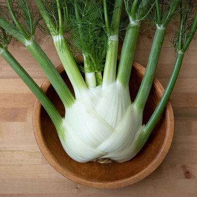 Fennel Dragon is a later-maturing, uniform bulbs.

Fennel Dragon yields heavy, fat, juicy bulbs with attractive, upright fronds. The uniform, small-cored bulbs have a sweet, aromatic flavor.

Matures later than our other varieties, allowing for a long harvest window.&nbsp;