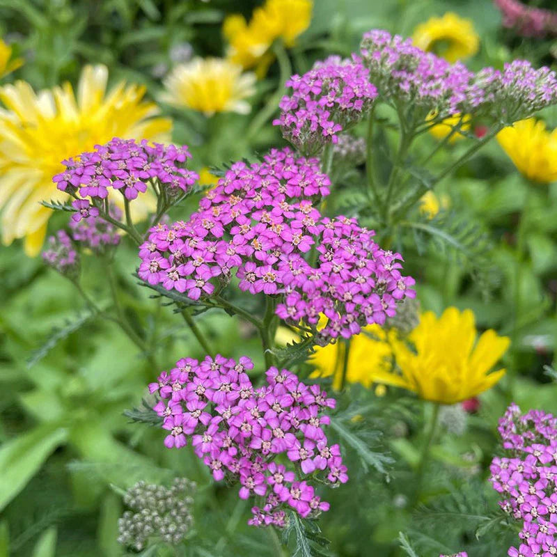 An image showing pink yarrow flowers with dark green leaves, growing outdoors among other plants.