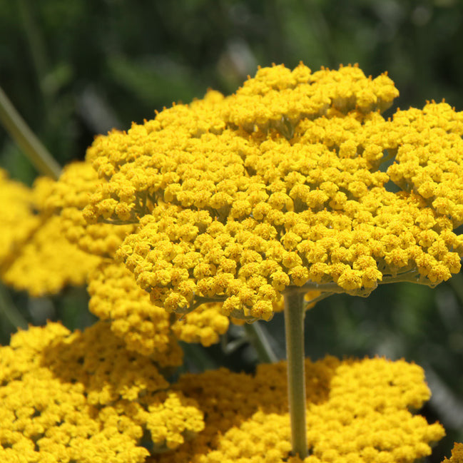 Close-up image of yellow Achillea Yarrow Gold flowers with a blurred background.