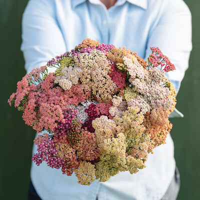 &nbsp;Achillea Yarrow Summer Pastels is a long-lasting perennial.

&nbsp;Achillea Yarrow Summer Pastels produces shades of sunny pastel blooms that make excellent cut flowers and reliable perennial garden plants with decorative, fern-like foliage. 