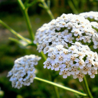 Close-up of white Yarrow flowers with green foliage in the background.