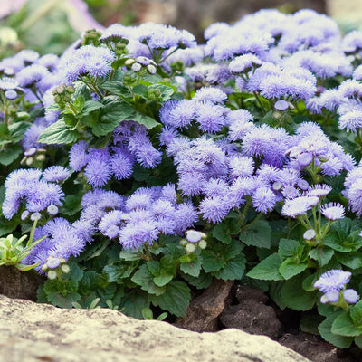 A close-up image of dwarf blue ageratum flowers, showcasing their powder-blue petals and green leaves.