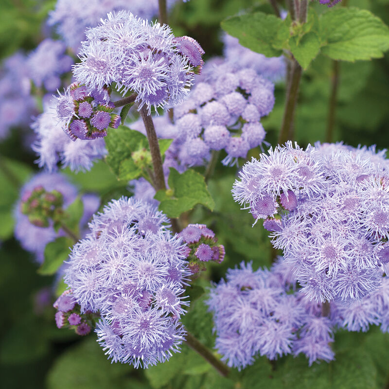 Tall, upright, sturdy stems. Tight blue flower clusters.

Use as a classic filler for mixed bouquets or plant to attract bees and butterflies to your garden. Ageratum is also known as flossflower or blue mink.

Grows to a height of about 30 inches.