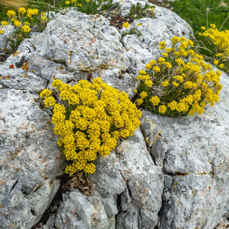 Yellow flowers growing on a rocky surface with green grass in the background