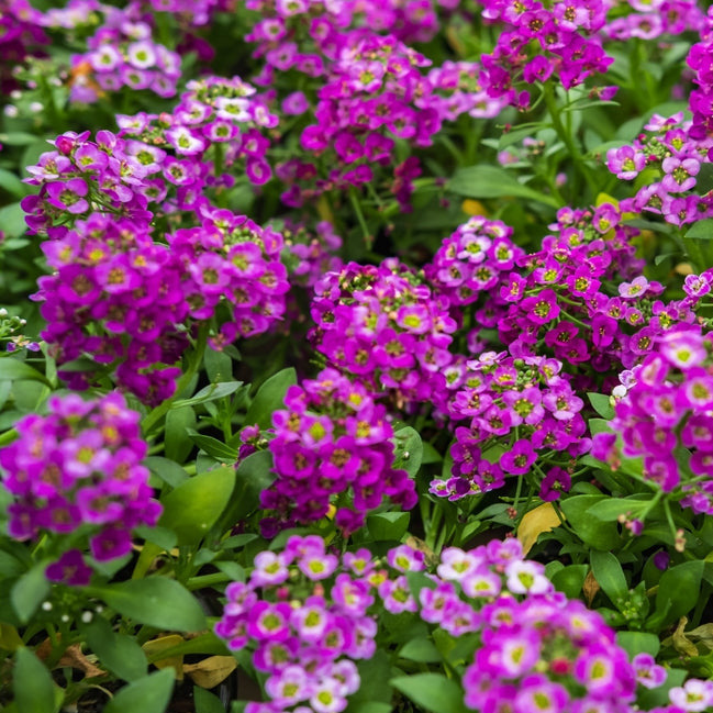 Alyssum Royal Carpet flowers with purple and white blooms covering the ground.
