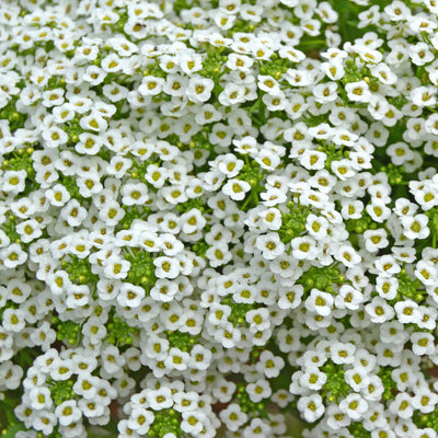 A close-up image of white Sweet Alyssum flowers with green stems.