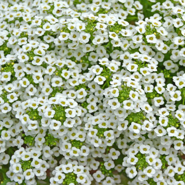 A close-up image of white Sweet Alyssum flowers with green stems.