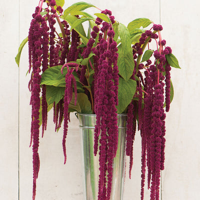 A vase containing ropes of deep red, trailing blooms of Amaranth Love Lies Bleeding flowers against a white background.