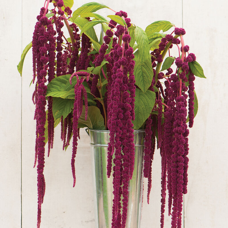 A vase containing ropes of deep red, trailing blooms of Amaranth Love Lies Bleeding flowers against a white background.