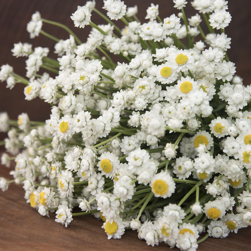 A bunch of silvery-white Ammobium Winged Everlasting flowers with yellow centers, on stiff stems.