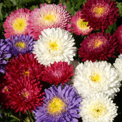 A variety of China Aster flowers with full, round petals in pink, red, white, and purple colors with yellow centers.
