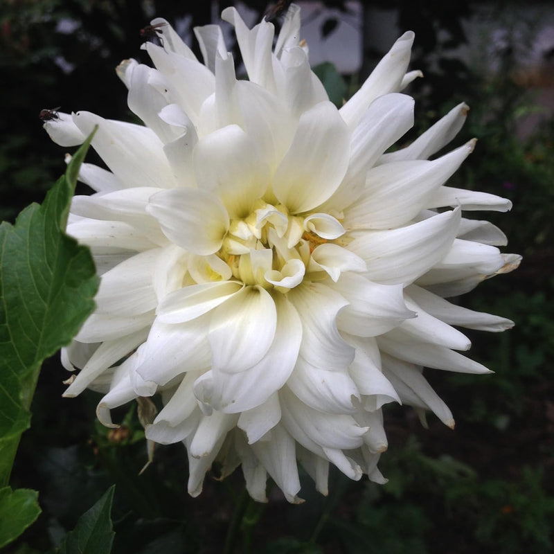 A close-up image of a white Aster Peony Duchess flower with a blurred background.