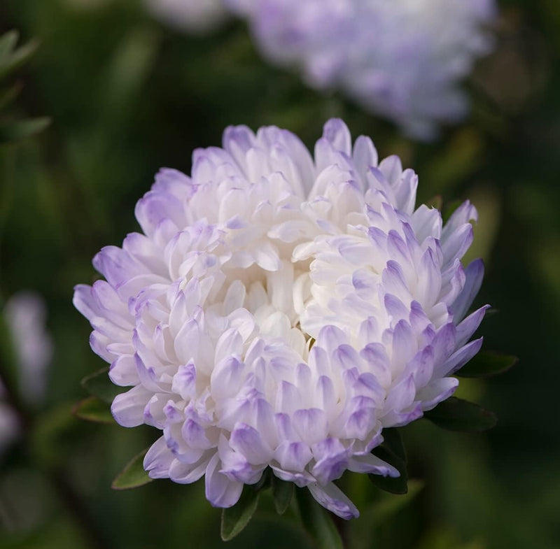 A close-up image of a silver aster flower with bi-color blooms, primarily white with lavender accents.