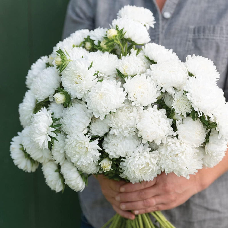 A person holding a bouquet of white aster flowers.