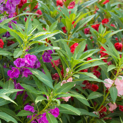 Close-up of a garden with purple, red, and pink flowers and green leaves.