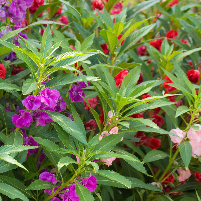 Close-up of a garden with purple, red, and pink flowers and green leaves.