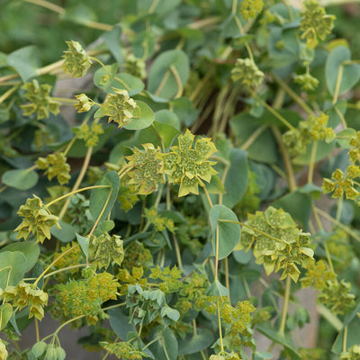 Close-up of yellow-green Bupleurum flowers with star-shaped patterns, showing the texture and color of the plant's foliage.