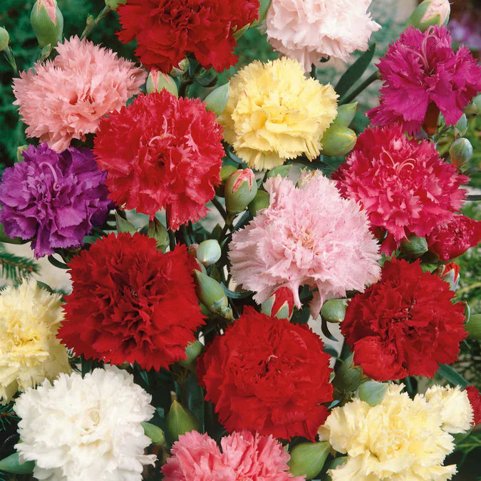 Bouquet of colorful carnations including red, pink, yellow, and purple.