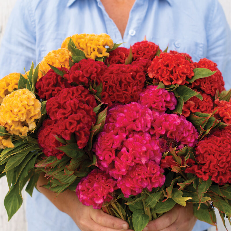 A person holding a bouquet of flowers with a variety of colors including red, yellow, and pink, which have been grown from the Flower Celosia Chief Mix seeds.