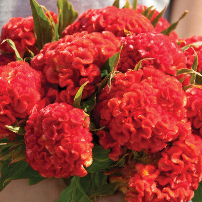 A person holding a bouquet of red Celosia Chief Persimmon flowers with green leaves.