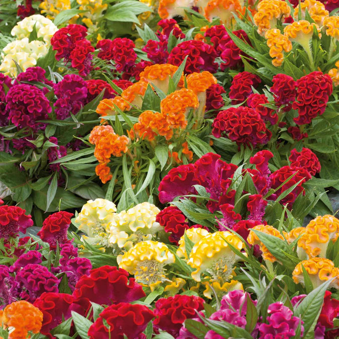 Flower Celosia Seeds – David's Garden Seeds®