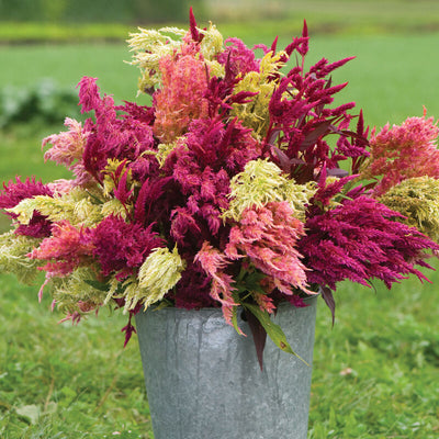 A bouquet of pink and yellow celosia plume flowers, commonly known as Pampas, displayed in a metal bucket.