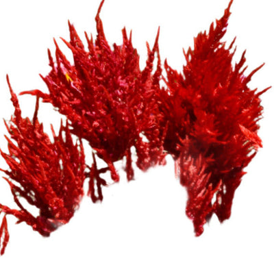 Red plume celosia flowers isolated on a white background