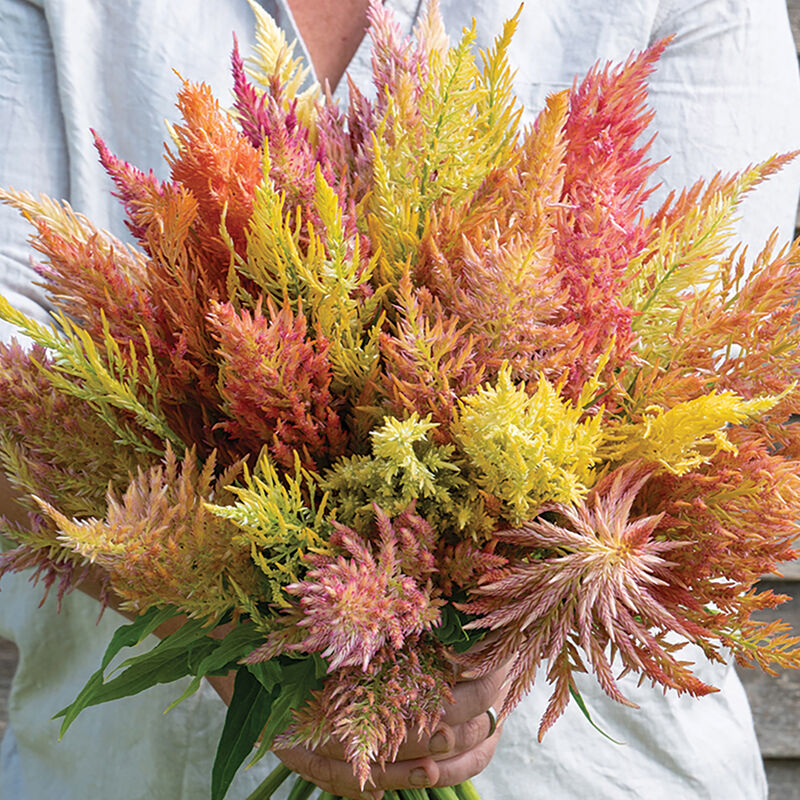 Celosia Shimmer is a pastel blend with airy, shimmering plumes.

Celosia Shimmer is selected for full, well-formed plumes in soft colors, Shimmer offers a range of pink, peach, gold, and lime pastel hues with a sheen that seems to shimmer in the sunlight. 