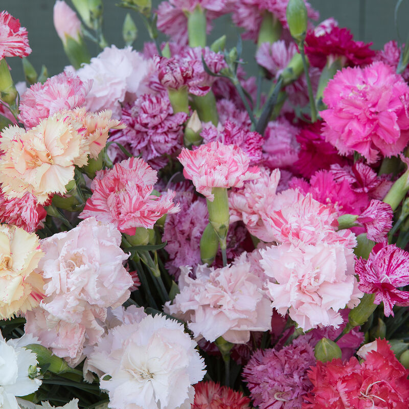 Flower Dianthus Chabaud Picotee Double Mix is a scented French garden heirloom.

Vintage Dianthus Chabaud Picotee Double Mix carnations present the sweet and spicy fragrance of clove. Frilly 1 1/2 to 2 inch double blooms with a small percentage of singles. 