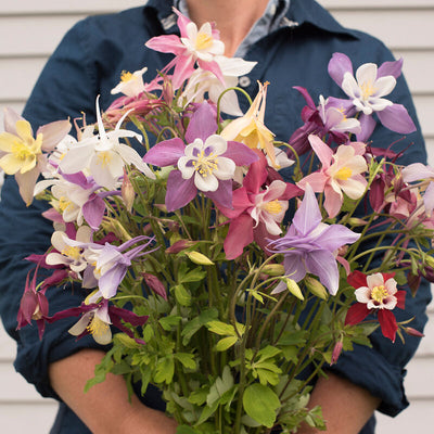 A person holding a bunch of McKana Giant Columbine flowers featuring a variety of colors including red, white, yellow, and purple.