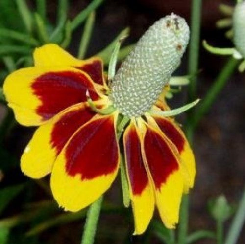 A close-up image of a Mexican Hat Coneflower with yellow petals and a dark center.