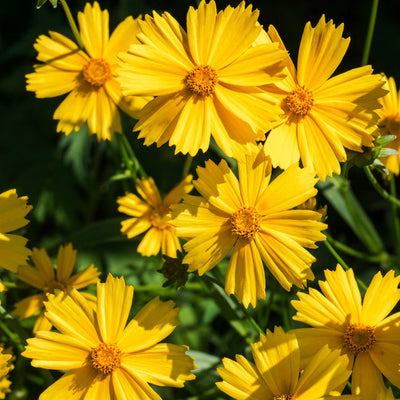 A group of yellow Coreopsis lanceolata flowers, commonly known as Tickseed, blooming in a garden.