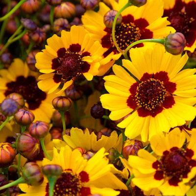 A close-up of yellow coreopsis flowers with brown centers, showing both fully opened flowers and buds.