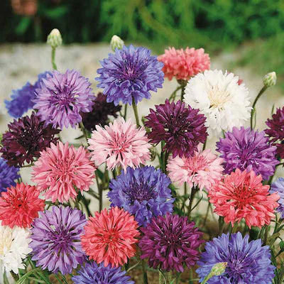 A variety of colorful cornflower flowers, with petals in shades of blue, pink, red, and white.